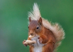 Red Squirrel portfolio