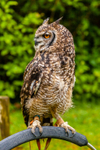 african spotted eagle owl Bubo africanus-7717