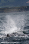NZ026: Sperm whale blow