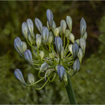 84 Agapanthus 5