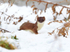 Stoat in the snow at Holme Marshes, Norfolk