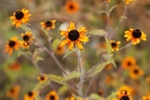 An Orange Flower.