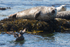 "Quit flapping!" - Seals at Rathlin Island.