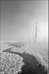 Mist  Trees Mono