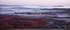Morning mists over Arne Forest