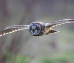 Short Eared Owl