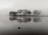 Esthwaite Duck bw