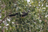 White-throated Piping-Guan perched in tree, Porto Jofre, Brazil
