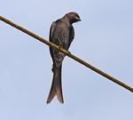 Ashy Drongo