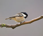 Coal Tit