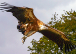 griffon vulture Gyps fulvus-2