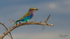 Roller with Insect 1