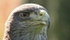 Chilean Blue Eagle