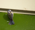 Blue Tit