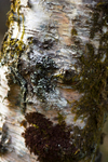 Tree - 1079