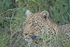 Watchful leopard - Timbavati, South Africa