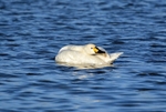 Bewick's Swan