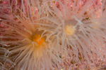Protanthea simplex
