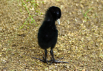 Water Rail chick