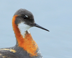 Red-necked Phalarope (female) close-up