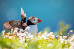 Frolic Amongst the Flowers