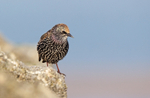 Starling - Sturnus vulgaris