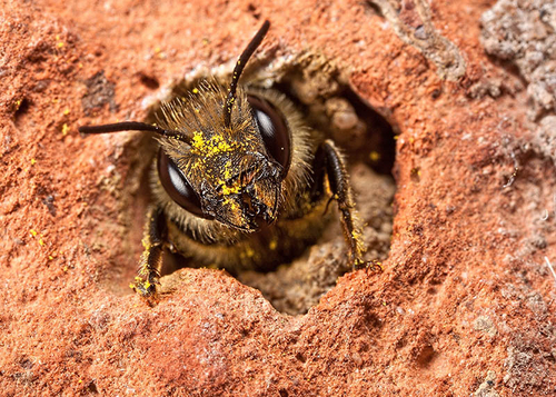 [i]Osmia leaiana[/i] female looking out of her nest burrow in a brick wall.