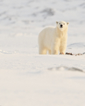 Polar Bear cub standing over Fulmar carcass, Svalbard, Norway