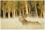 Exhausted Stag 