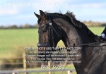 BPP_9781