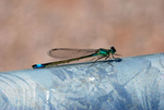 Blue-tailed Damselfly