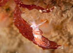 Facelina auriculata