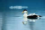 Eider (male) on glacial lagoon, Jokulsarlon, Iceland