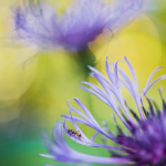 Flames of the Centaurea