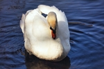 Swan