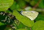 Green-veined White