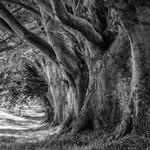 Beech Avenue, Kingston Lacey (2)