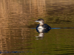 Great Northern Diver