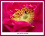 Rosa gallica 'Splendens' 2