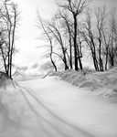 WINTER WOODS - LONG POINT