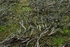 Burnt Heather I