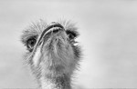 Fly Catching - Ostrich 20180618-_M8D8970