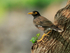 Common Myna perched on tree trunk, Hawaii