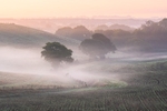 ab663 Merstone Morning Mist
