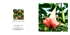 010 Brugmansia Angel Trumpet
