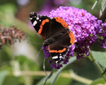 Red Admiral on buddleia flower, Oxfordshire, UK