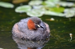 Little Grebe