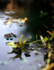 The Common Frog _ RAP008