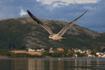 Herring Gull flying behind boat, Norway