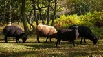 Sheep (01)